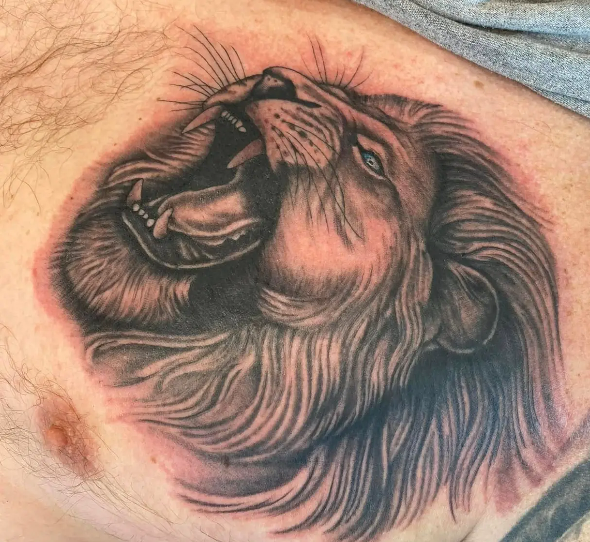 Black and grey realism lion tattoo on a chest